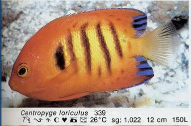Centropyge loriculus